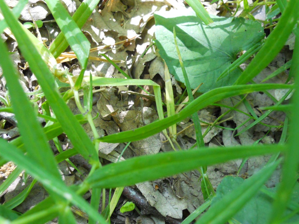 Rabelera holostea (=Stellaria holostea) / Centocchio garofanina